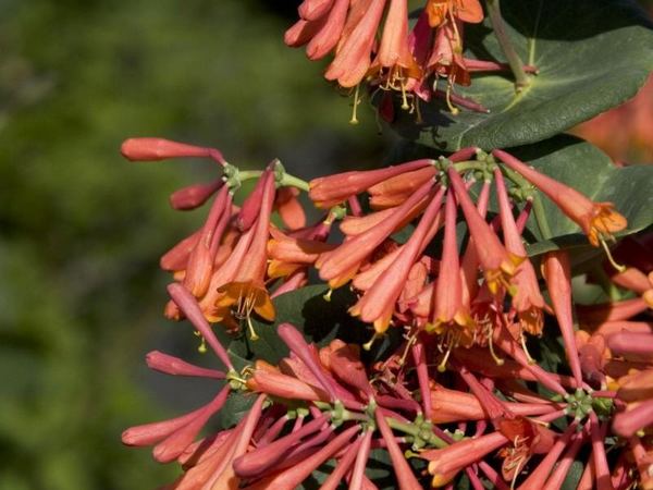 Жимолость Брауна Fuchsioides