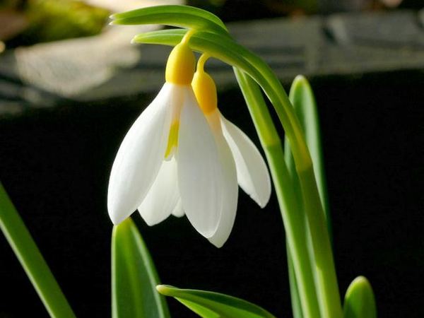 Подснежник складчатый Sarah Dumont