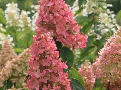 Гортензия метельчатая Долли