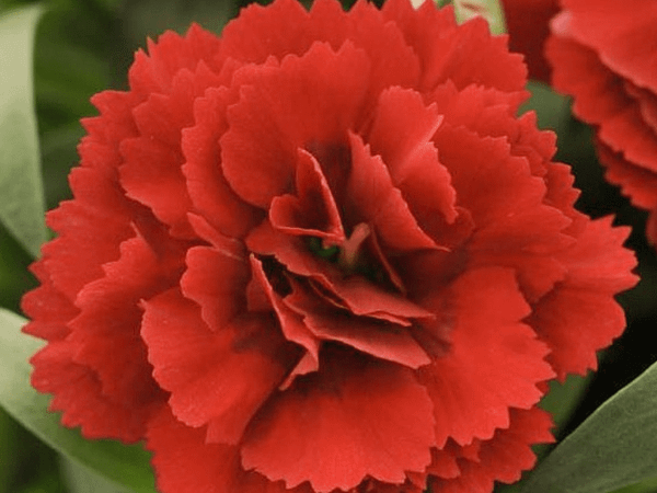 Гвоздика альвуди Dinamic Red
