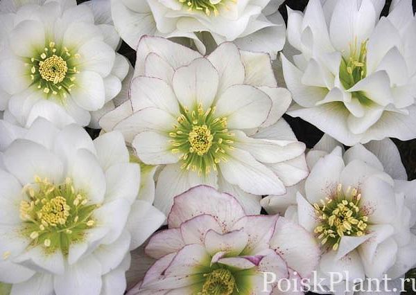 Морозник гибридный Sparkling Diamond