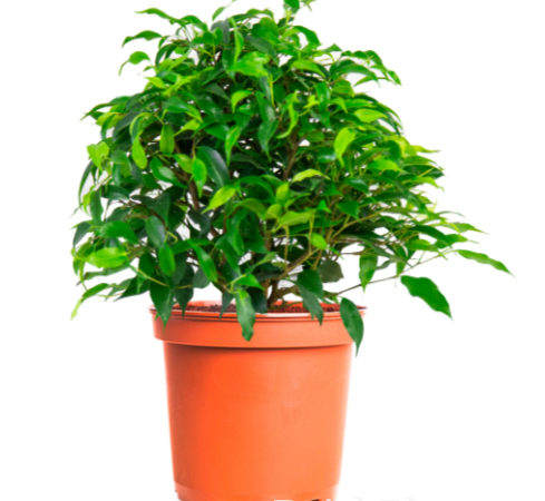 Фикус бенджамина Green Kinky
