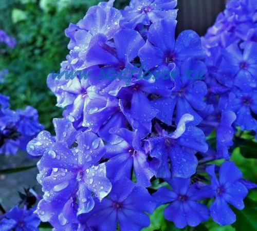 Флокс метельчатый Blue Paradise