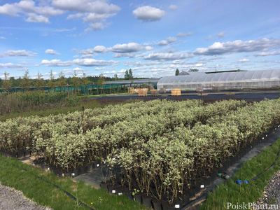 PlantMarket