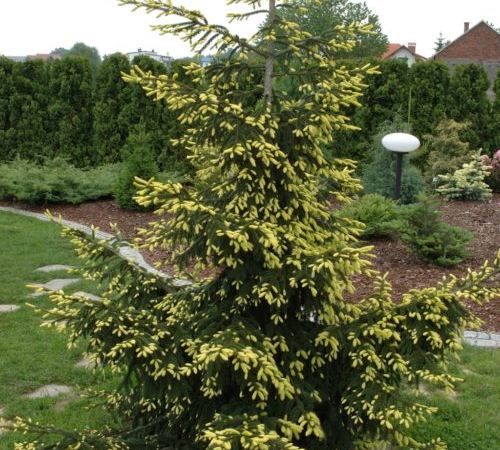 Ель восточная Aureospicata