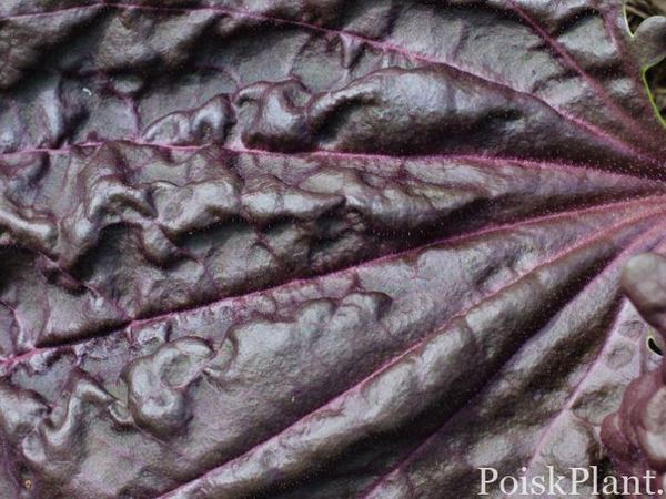 Подорожник большой Purpurea