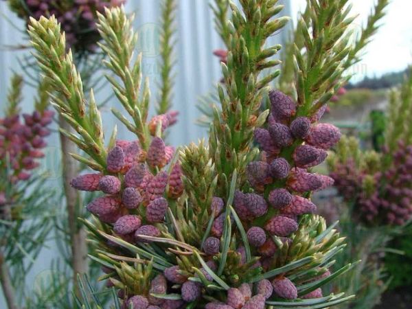 Сосна мелкоцветковая Glauca