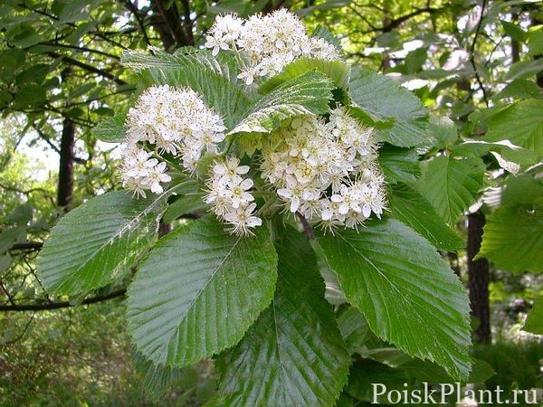 Рябина круглолистная