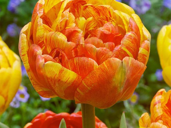 Тюльпан Дарвина Double Beauty of Apeldoorn