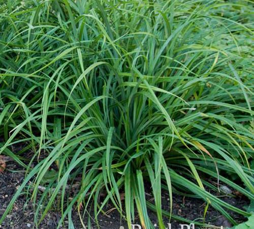 Осока обильнолистная Irish Green