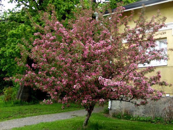 Яблоня гибридная Makamik