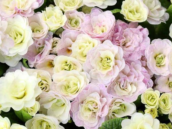 Примула гибридная Belarina Pink Champagne