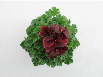 Пеларгония крупноцветковая Шоко