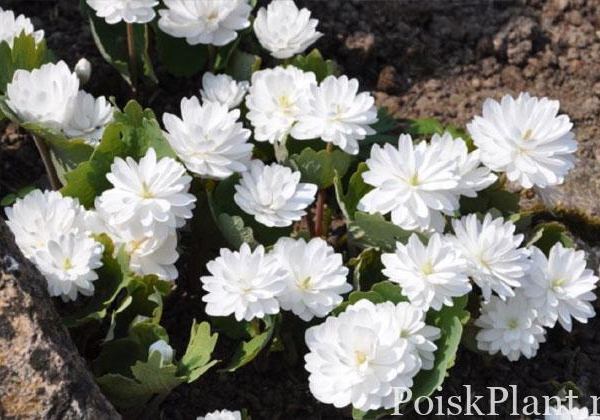Сангвинария канадская Flore Pleno