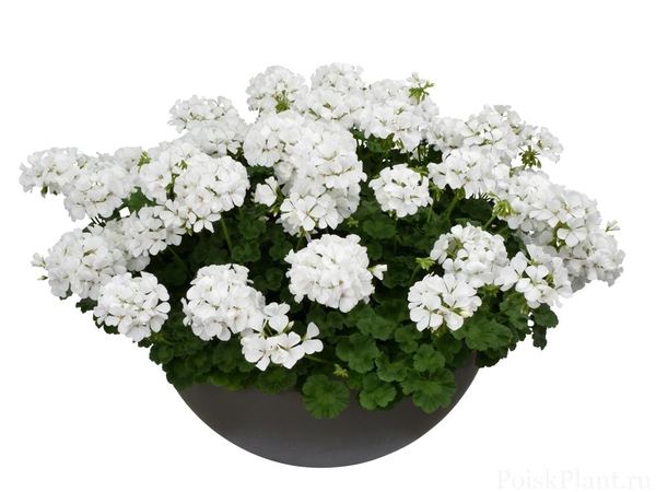 Пеларгония межвидовая TWOinONE White
