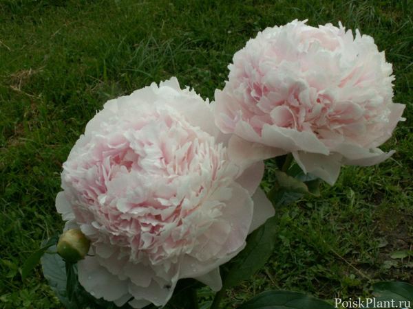 Пион травянистый Klehm's Pink Unknown