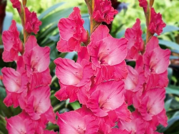 Гладиолус гибридный Fairytale Pink