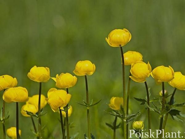 Купальница культурная Супербус