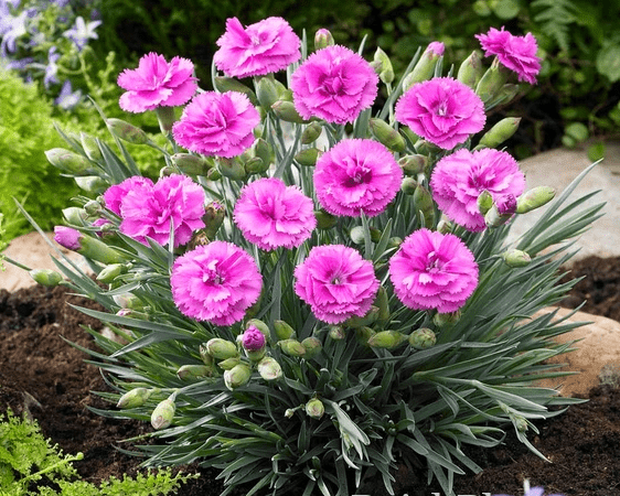 Гвоздика альвуди Perfume Pinks Tickled Pink