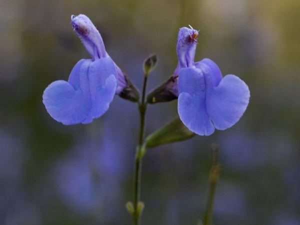 Сальвия мелколистный Delice Aquamarine