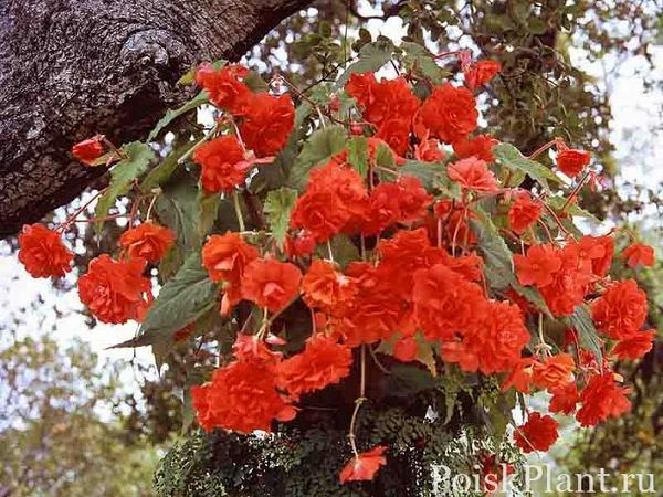 Бегония клубневая Hanging Basket Scarlet