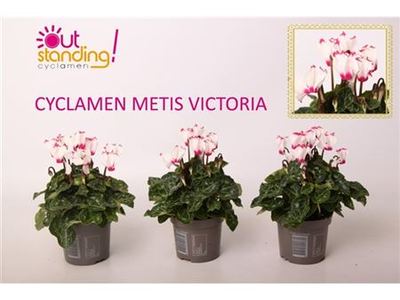 Цикламен персидский Верано Метис Викториа