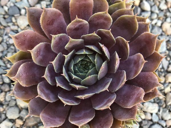 Молодило гибридное Purple Beauty