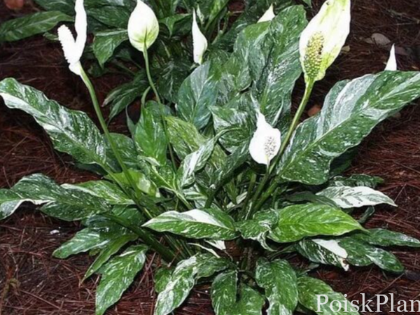 Спатифиллум гибридный Diamond Variegata