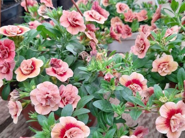 Калибрахоа гибридная Aloha Double Apricot