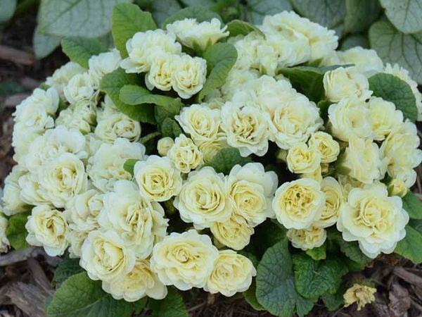 Примула гибридная Belarina Cream
