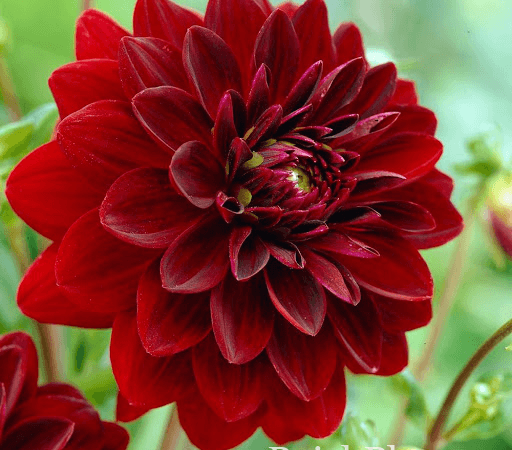 Георгина изменчивая Dark Red