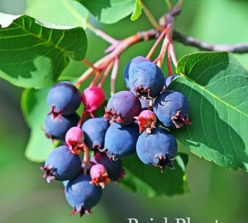 Ирга ольхолистная Greatberry Aroma