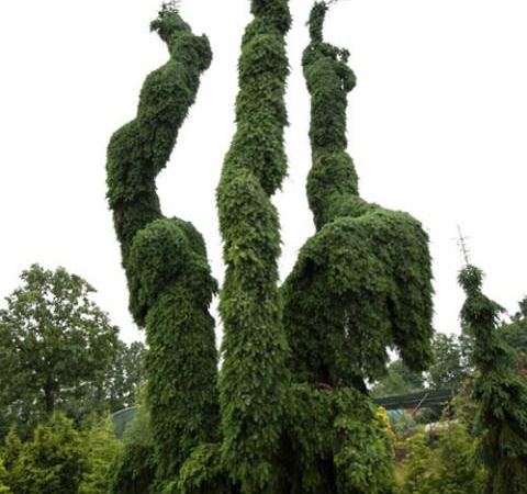 Ель сербская Pendula Bruns