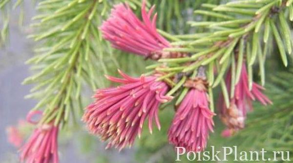 Ель обыкновенная Västergötland