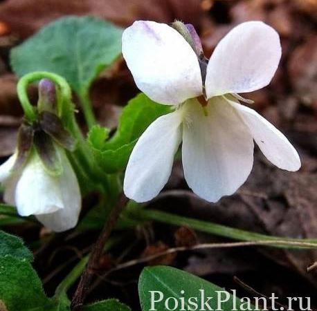 Виола душистая Miracle White