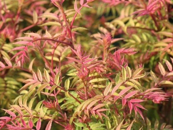 Рябинник рябинолистный Pink Hopi