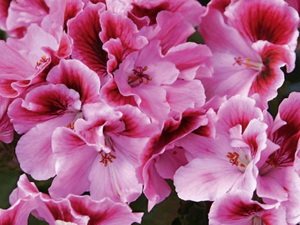 Пеларгония крупноцветковая Aristo Pink