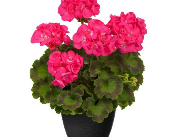 Пеларгония зональная Dazzling Pink