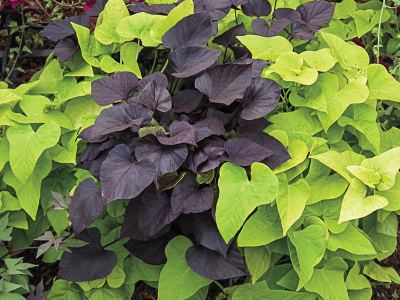 Ипомея батат Пурпуреа