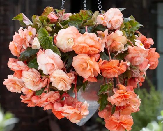 Бегония клубневая Splendide Ballerina Apricot Cascading