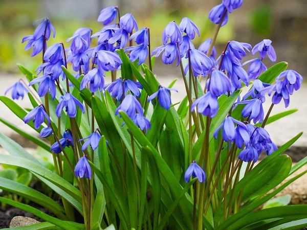 Сцилла сибирская Spring Beauty