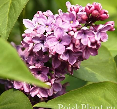 Сирень обыкновенная Amethyst II