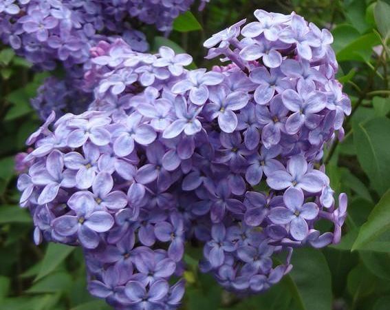 Сирень обыкновенная Amethyst