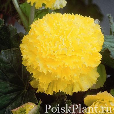 Бегония клубневая Fimbriata Ruffled Yellow
