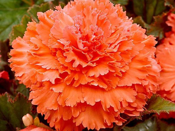 Бегония клубневая Ruffled Orange