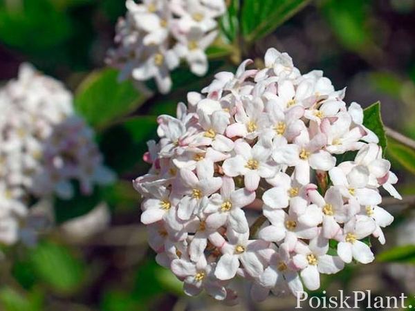 Калина Барквуда Мохавк