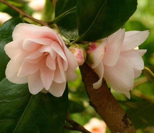 Камелия гибридная Spring Mist