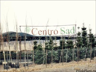 CentroSad