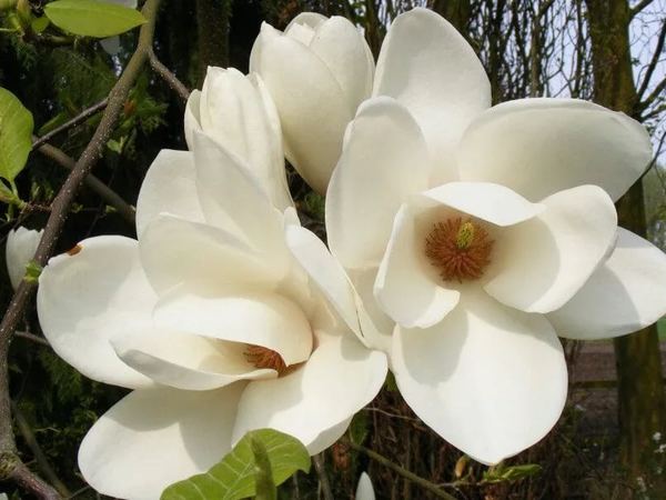 Магнолия Суланжа Lennei Alba