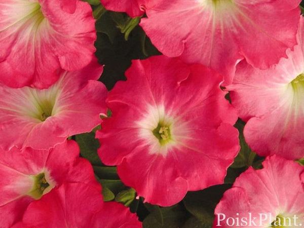 Петуния гибридная Easy Wave Rosy Dawn